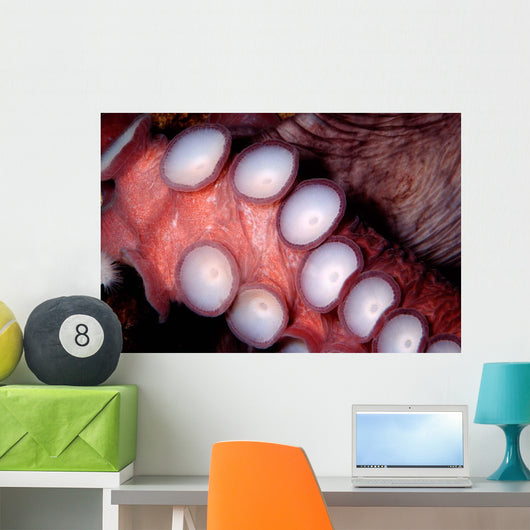 Giant Pacific Octopus British Wall Decal