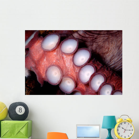 Giant Pacific Octopus British Wall Decal