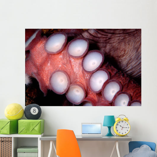Giant Pacific Octopus British Wall Decal
