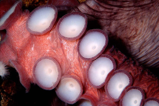 Giant Pacific Octopus British Wall Decal