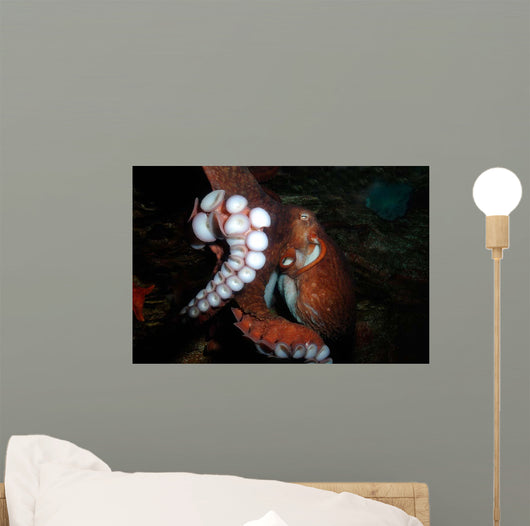 Giant Pacific Octopus Enteroctopus Wall Decal Design 3