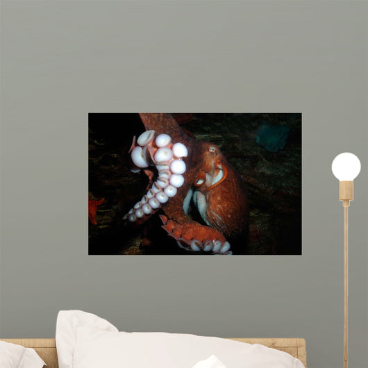 Giant Pacific Octopus Enteroctopus Wall Decal Design 3