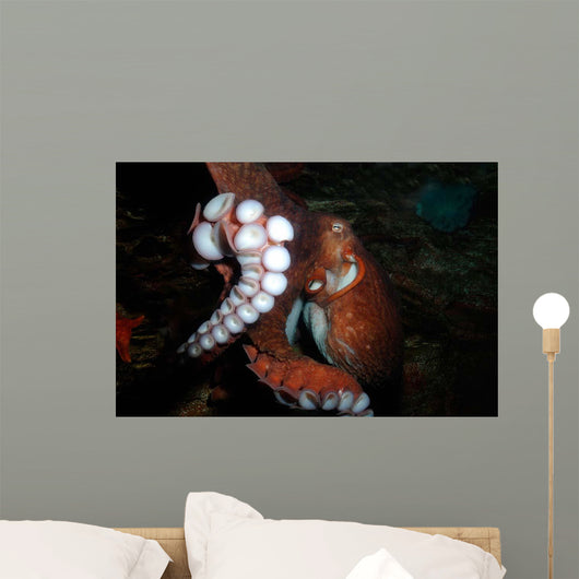 Giant Pacific Octopus Enteroctopus Wall Decal Design 3