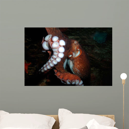 Giant Pacific Octopus Enteroctopus Wall Decal Design 3