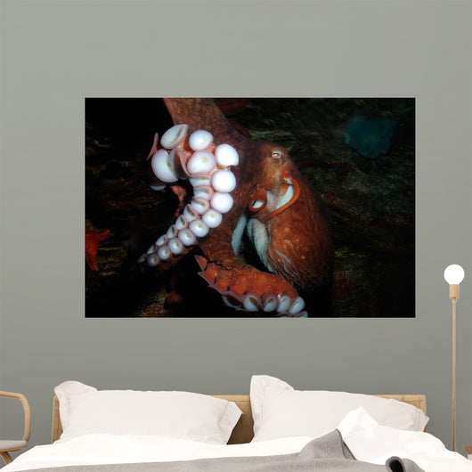 Giant Pacific Octopus Enteroctopus Wall Decal Design 3
