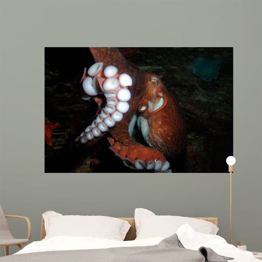 Giant Pacific Octopus Enteroctopus Wall Decal Design 3