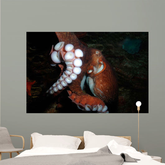 Giant Pacific Octopus Enteroctopus Wall Decal Design 3