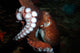 Giant Pacific Octopus Enteroctopus Wall Decal Design 3