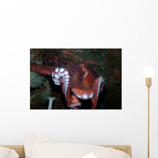 Giant Pacific Octopus Enteroctopus Wall Decal Design 2