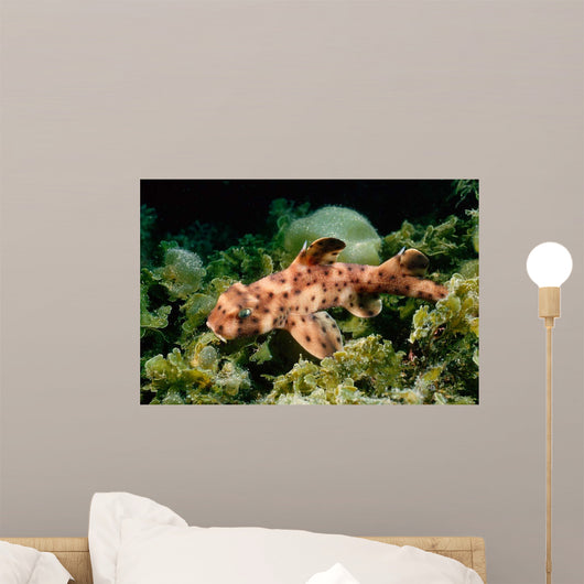 Horn Shark Pacific Ocean Wall Decal