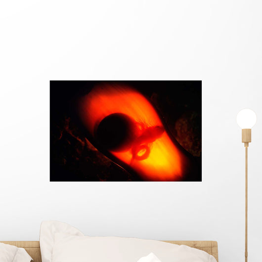 Unhatched Juvenile Swell Shark Wall Decal
