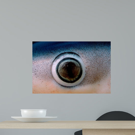Close-up Eye Blue Shark Wall Decal