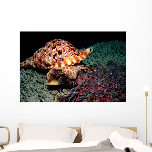 Triton's Trumpet Eats Crown-of-thorns Wall Decal