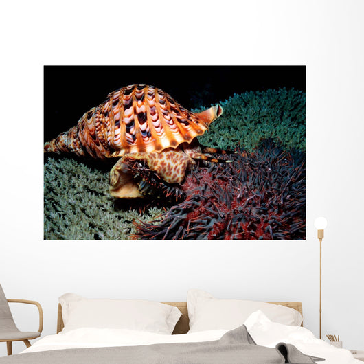 Triton's Trumpet Eats Crown-of-thorns Wall Decal