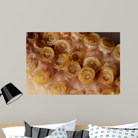 Toothed Suckers Humboldt Squid Wall Decal Design 4