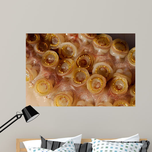 Toothed Suckers Humboldt Squid Wall Decal Design 4