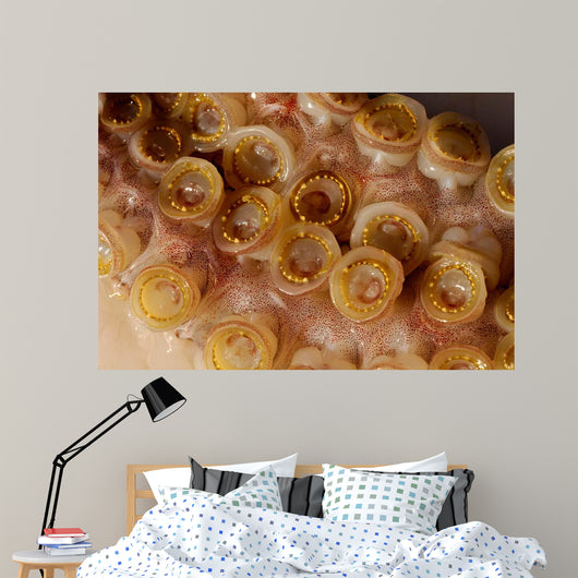 Toothed Suckers Humboldt Squid Wall Decal Design 4