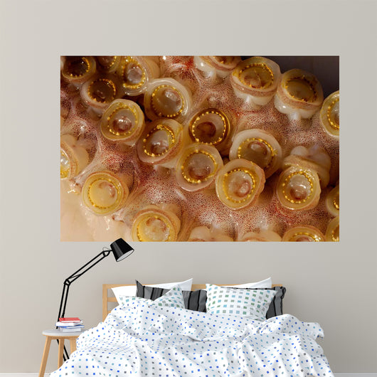 Toothed Suckers Humboldt Squid Wall Decal Design 4