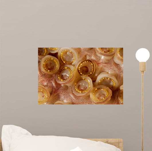 Toothed Suckers Humboldt Squid Wall Decal Design 3