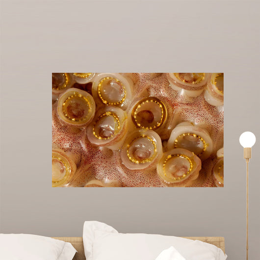 Toothed Suckers Humboldt Squid Wall Decal Design 3