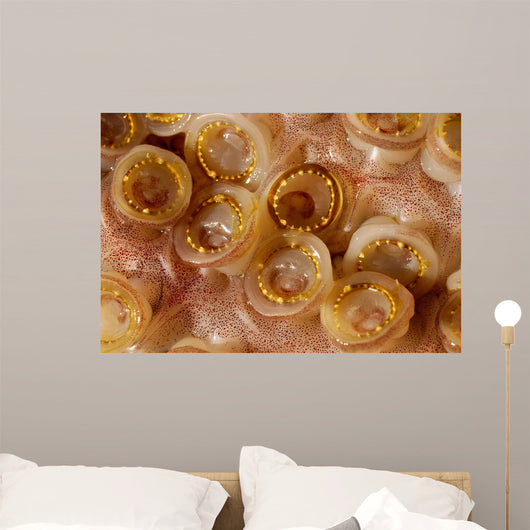 Toothed Suckers Humboldt Squid Wall Decal Design 3