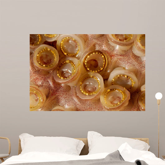 Toothed Suckers Humboldt Squid Wall Decal Design 3