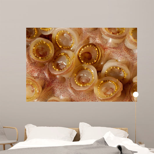 Toothed Suckers Humboldt Squid Wall Decal Design 3