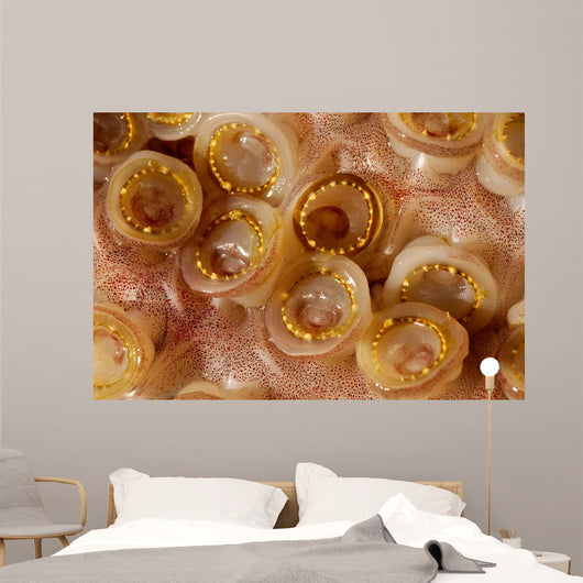 Toothed Suckers Humboldt Squid Wall Decal Design 3