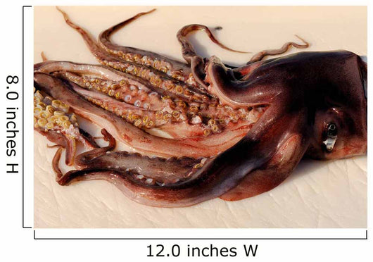 Toothed Suckers Humboldt Squid Wall Decal Design 2