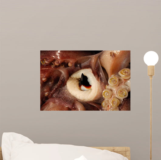 Beak Humboldt Squid Sea Wall Decal Design 2