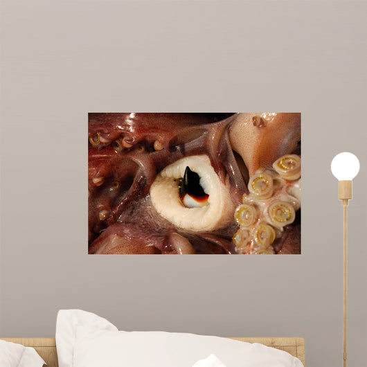 Beak Humboldt Squid Sea Wall Decal Design 2