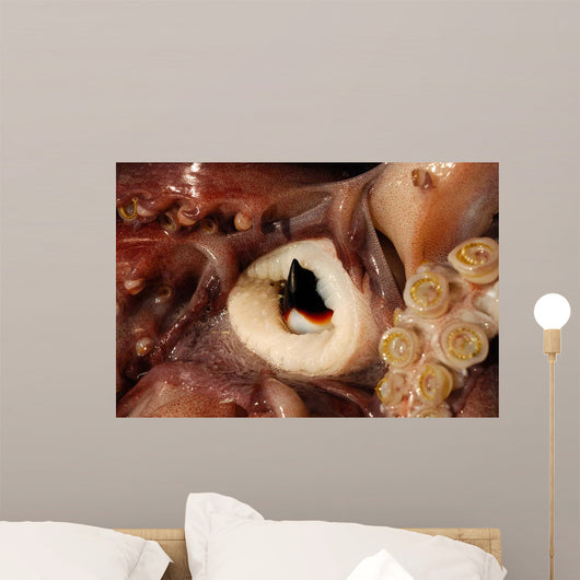 Beak Humboldt Squid Sea Wall Decal Design 2