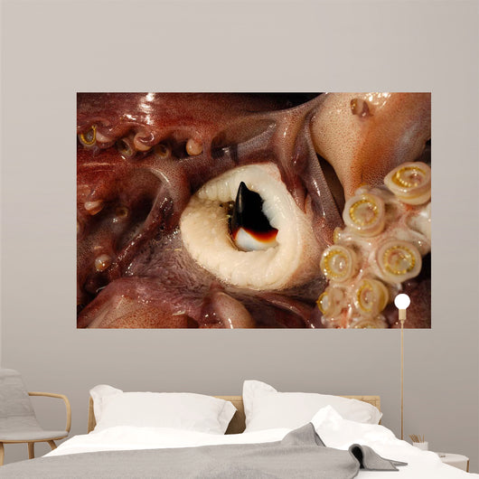 Beak Humboldt Squid Sea Wall Decal Design 2
