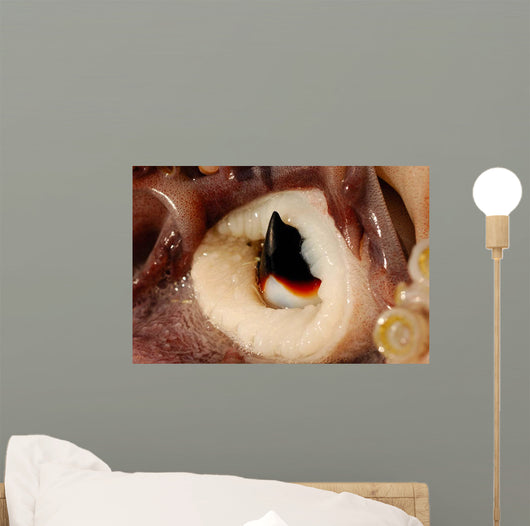 Beak Humboldt Squid Sea Wall Decal Design 1