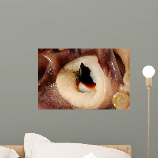 Beak Humboldt Squid Sea Wall Decal Design 1