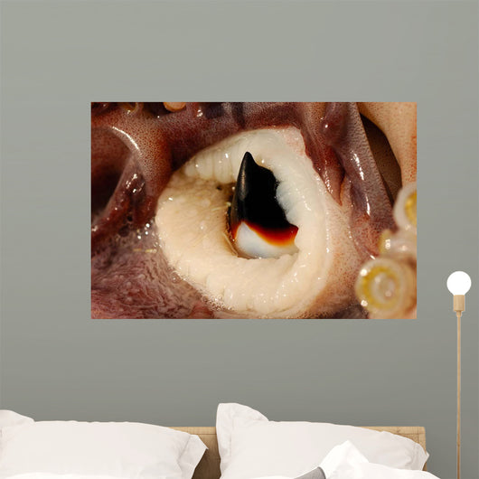 Beak Humboldt Squid Sea Wall Decal Design 1