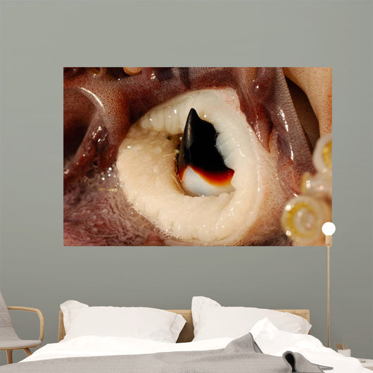 Beak Humboldt Squid Sea Wall Decal Design 1