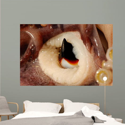 Beak Humboldt Squid Sea Wall Decal Design 1