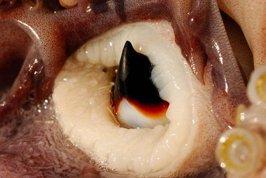 Beak Humboldt Squid Sea Wall Decal Design 1