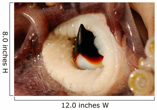 Beak Humboldt Squid Sea Wall Decal Design 1