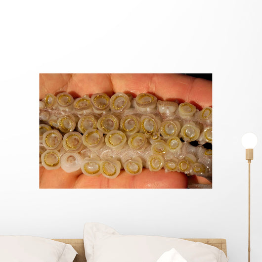 Toothed Suckers Humboldt Squid Wall Decal Design 1