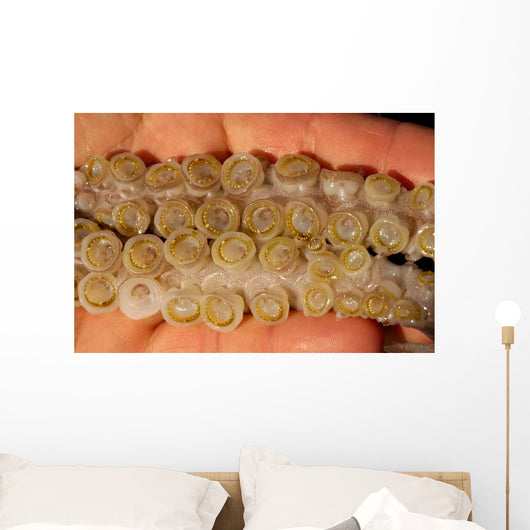 Toothed Suckers Humboldt Squid Wall Decal Design 1