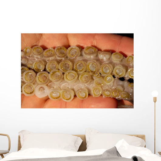 Toothed Suckers Humboldt Squid Wall Decal Design 1
