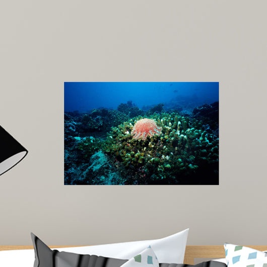 Crown-of-thorns Sea Star Shallow Wall Decal