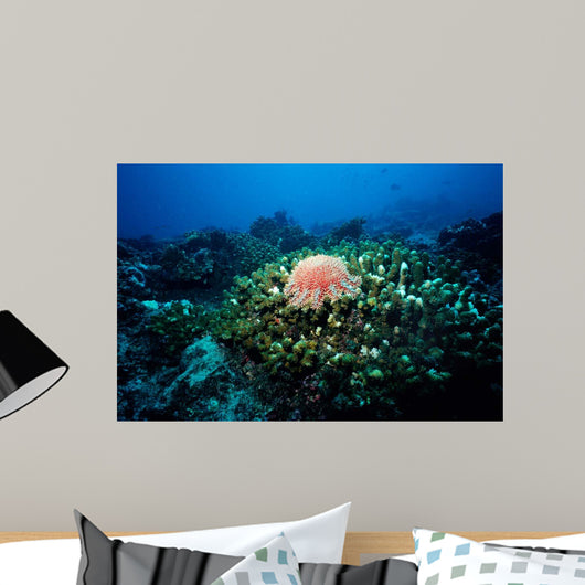 Crown-of-thorns Sea Star Shallow Wall Decal