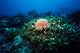 Crown-of-thorns Sea Star Shallow Wall Decal