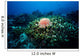 Crown-of-thorns Sea Star Shallow Wall Decal