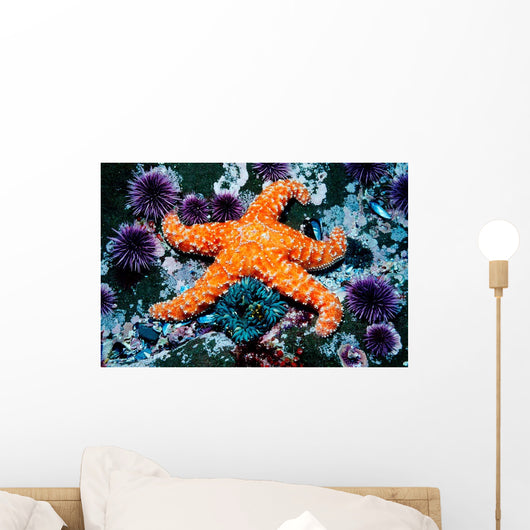 Ochre Starfish California Pacific Wall Decal Design 2