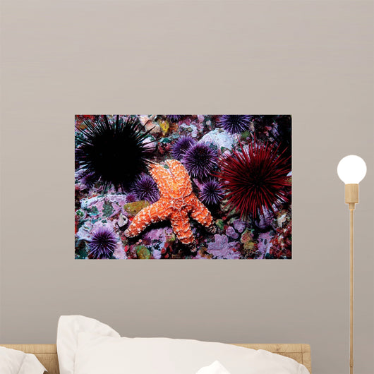 Ochre Starfish California Pacific Wall Decal Design 1