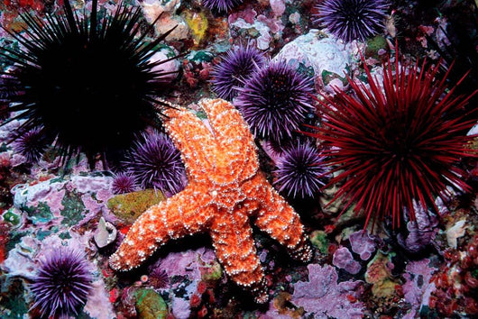 Ochre Starfish California Pacific Wall Decal Design 1